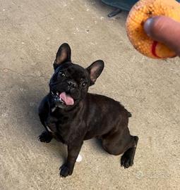 Bulldog francese femmina