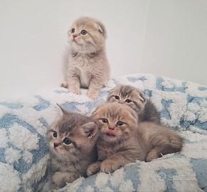 Gattini di Scottish Fold e Straight