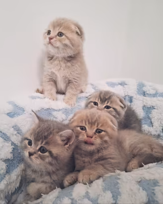 Gattini di Scottish Fold e Straight