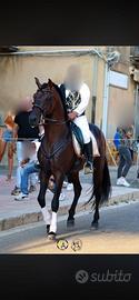 Cavallo