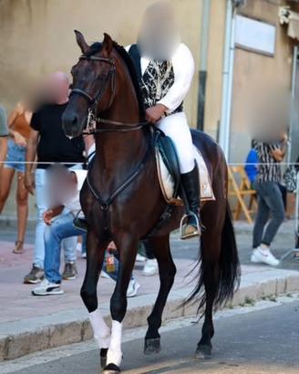 Cavallo