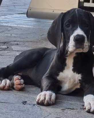 Cuccioli di alano di alta genealogia