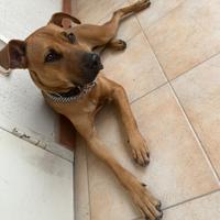 Meticcio Amstaff/Pastore tedesco