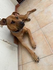 Meticcio Amstaff/Pastore tedesco