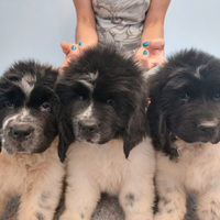 Cuccioli terranova alta genealogia