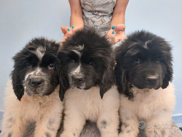 Cuccioli terranova alta genealogia