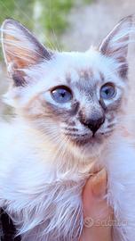 Gatti
