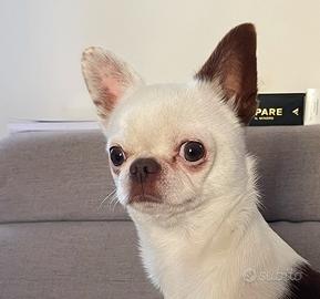 Chihuahua Monta con pedigree ENCI