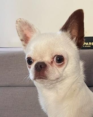 Chihuahua Monta con pedigree ENCI