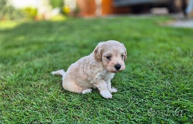 Maltipo toy cuccioli