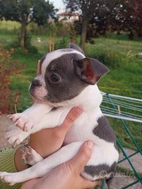 Cucciola bulldog francese Exotic-Mini