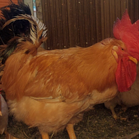 Galli bionda piemontese