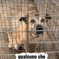 Toby 12 anni passati in canile