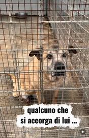 Toby 12 anni passati in canile