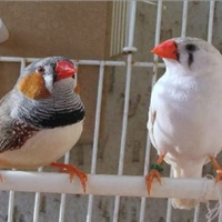 Coppia diamante mandarino olandese