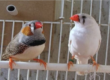 Coppia diamante mandarino olandese