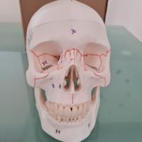 Cranio modello anatomico