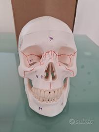 Cranio modello anatomico