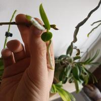 Keiki phal pulchra