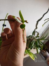 Keiki phal pulchra