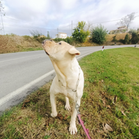 American bulldog