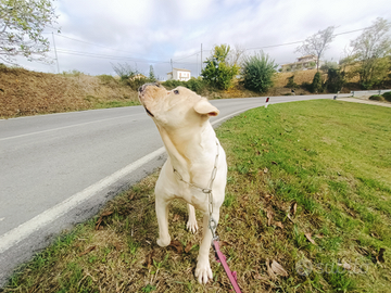 American bulldog