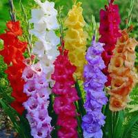 Bulbi GLADIOLI MIX COLORI
