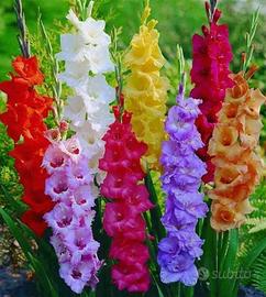 Bulbi GLADIOLI MIX COLORI