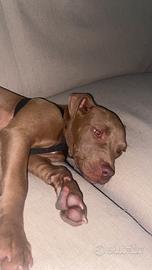 Cucciola red nose