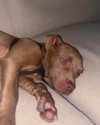 Cucciola red nose