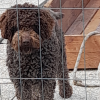 Lagotto x monta