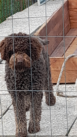 Lagotto x monta