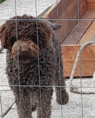 Lagotto x monta