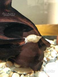 Lumache mangia alghe da acquario (Physa e Lymnaea)
