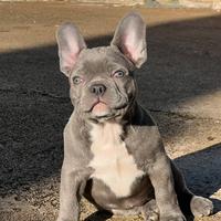 Cucciolo di bulldog francese occhi chiari