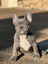 Cucciolo di bulldog francese occhi chiari