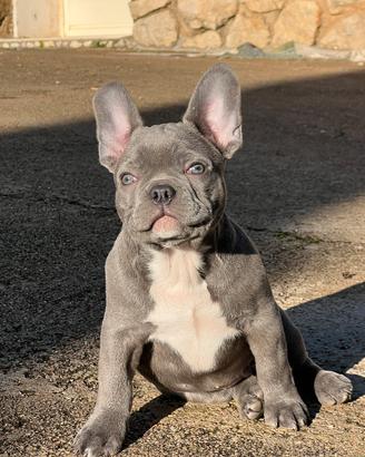 Cucciolo di bulldog francese occhi chiari