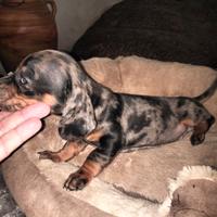 Bassotto cucciolo arlecchino