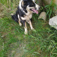 Border collie