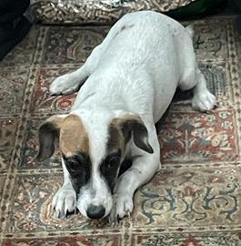 Jack Russel femmina