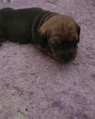 Bassotta Fulvo cervo con pedigree