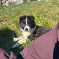 Cucciolo di border collie
