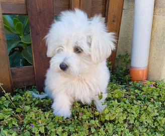 Cucciolo Maltipoo