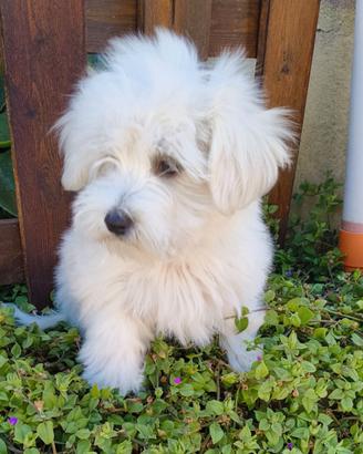 Cucciolo Maltipoo