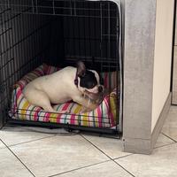 Kennel