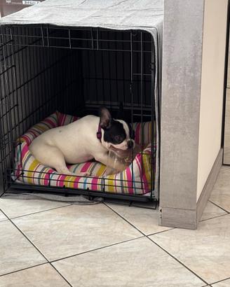 Kennel