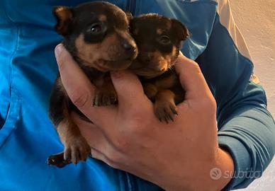Pinscher toy