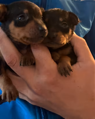 Pinscher toy