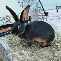 Bellissime LEPRI BELGA