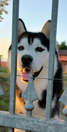 Siberian Husky per monta